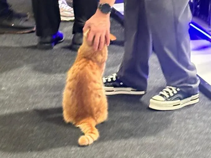 An orange cat being stroked by a visitor on the BroadcastEx 2026 show floor
